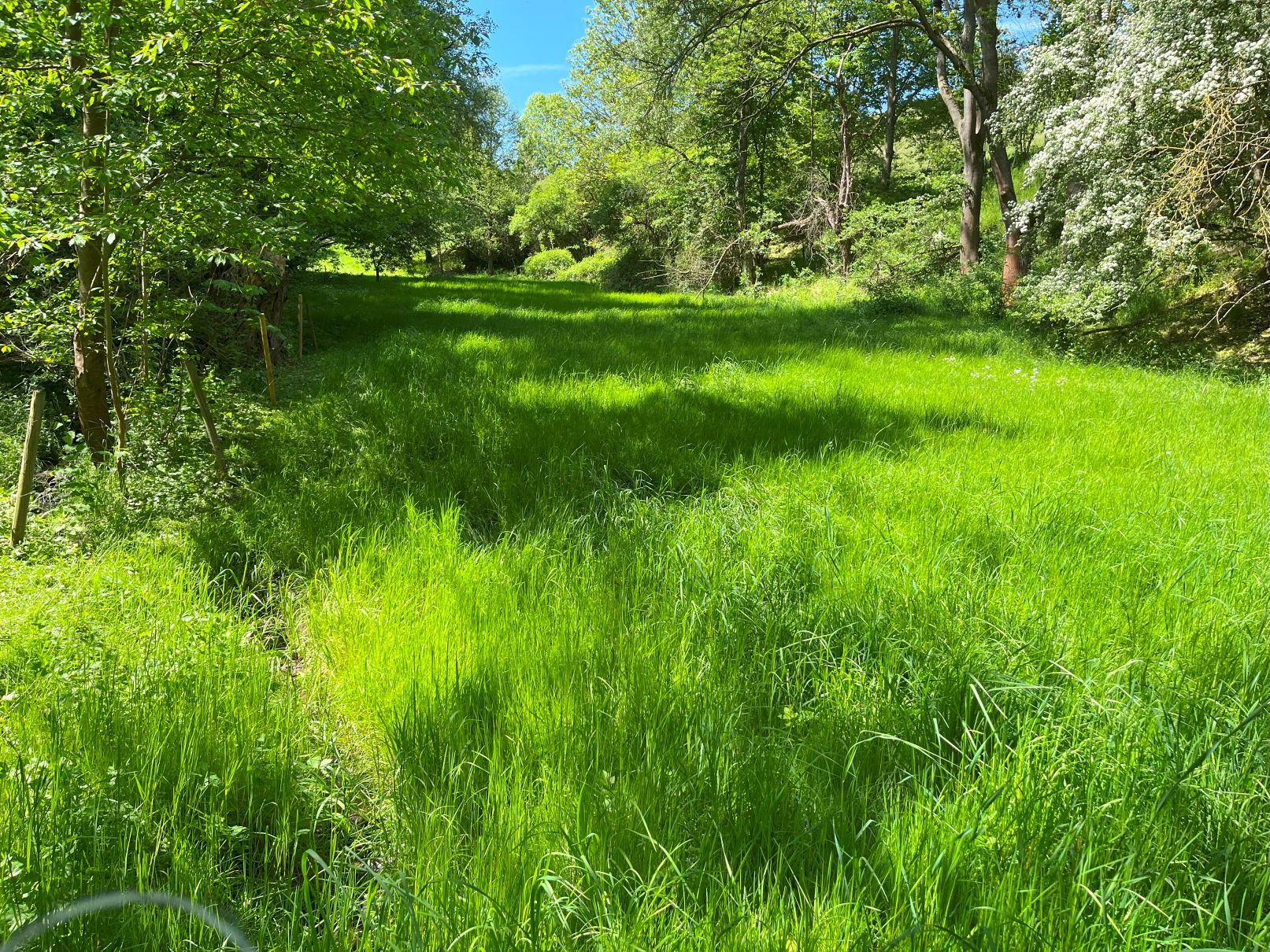 saftige Wiesen mit Bachlauf und schattigen Bäumen bieten Raum für persönliche Veränderung von Führungskräften