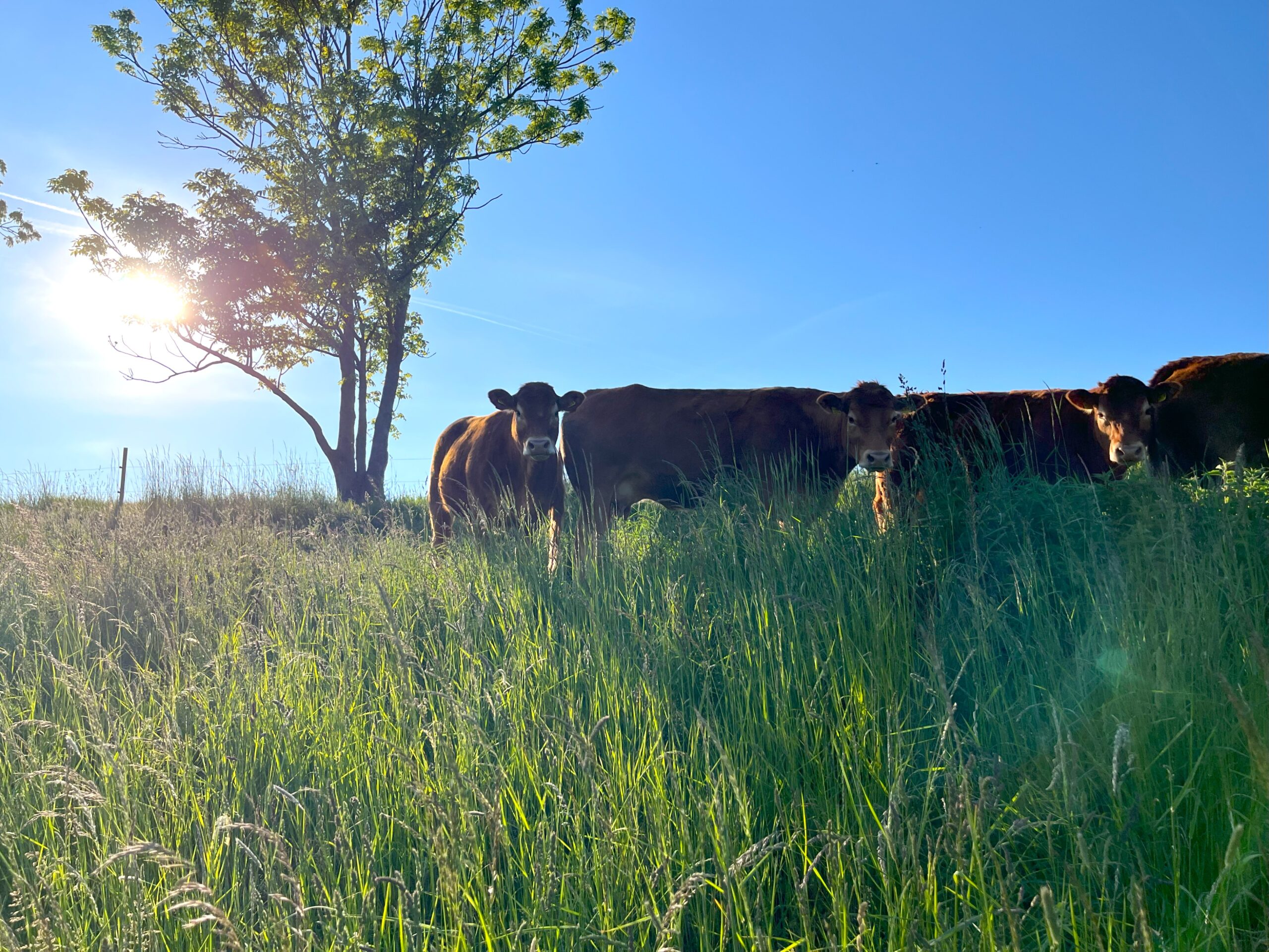 Limmousin Rinder auf Wiese auf Berg bei Sonnenuntergang in der Natur für die Kristin Klengel Verantwortung trägt