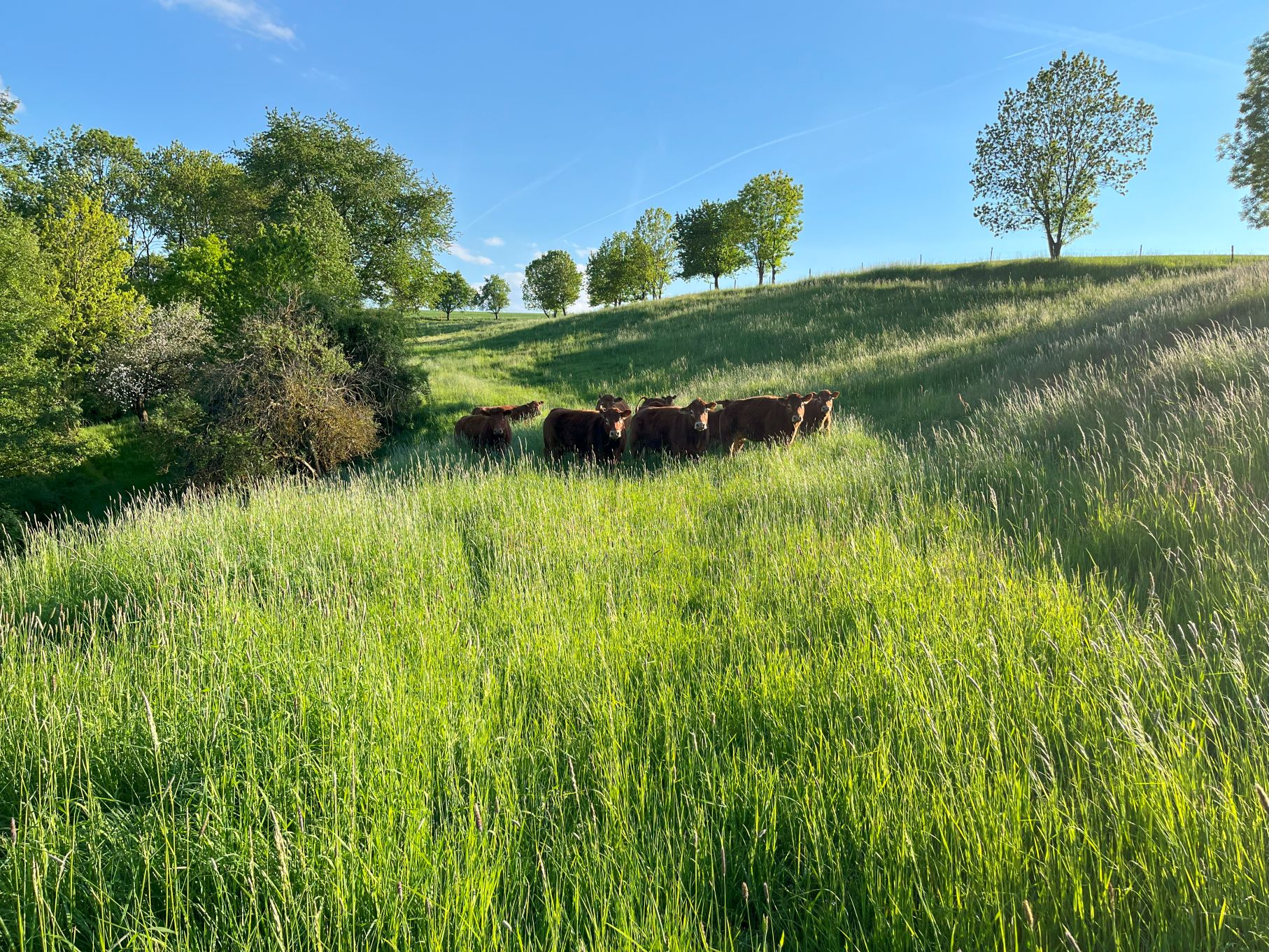 Limousin Rinder einer Landwirtschaft auf saftigen Weiden am Hügel vor Bäumen laden zum Krafttanken ein