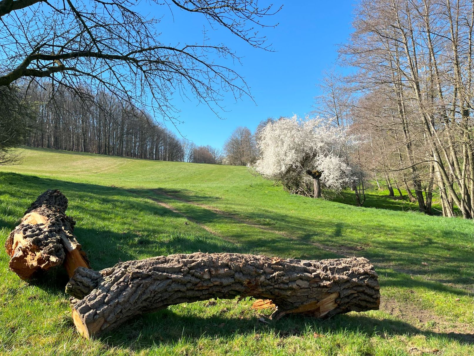 Baumstämme vor grüner Wiese und blühenden Bäumen laden zur Denkpause ein für mehr Achtsamkeit und innere Führung im Alltag
